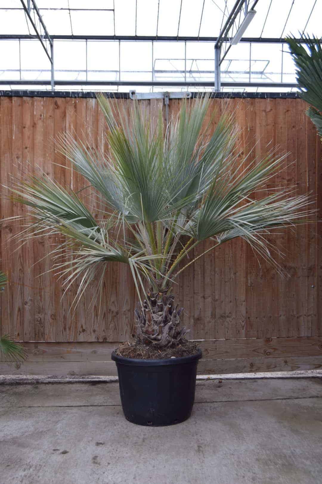 Brahea armata 125-150 cm